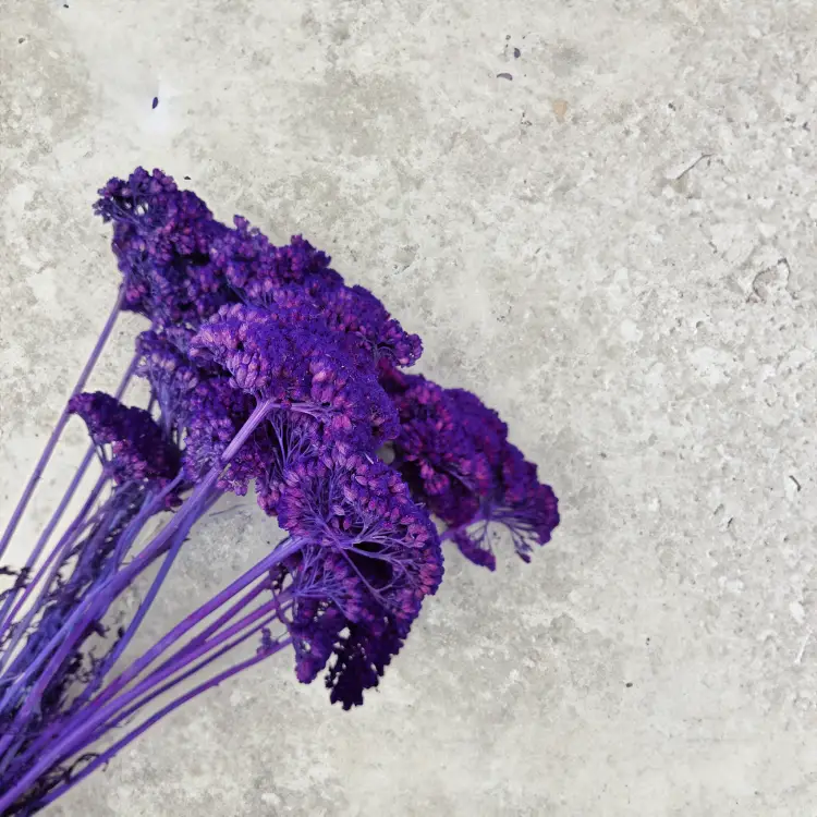 Suszona Achillea Krwawnik Fioletowy.png