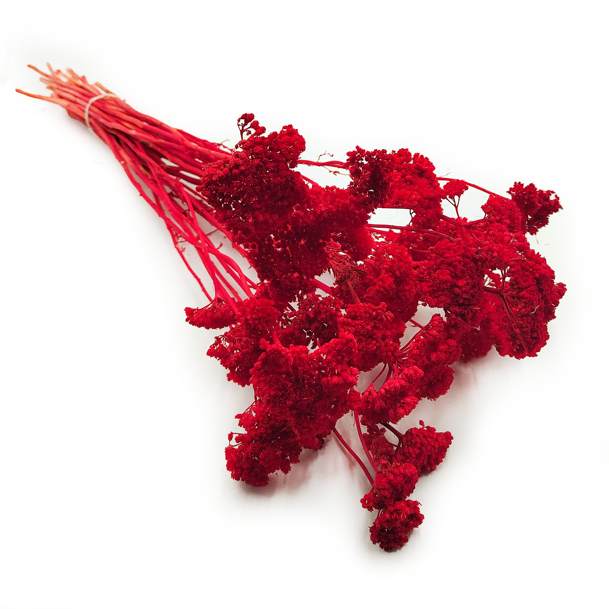 Krwawnik suszony - (Achillea) - Czerwony