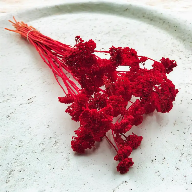 krwawnik czerwony Achillea suszona.png