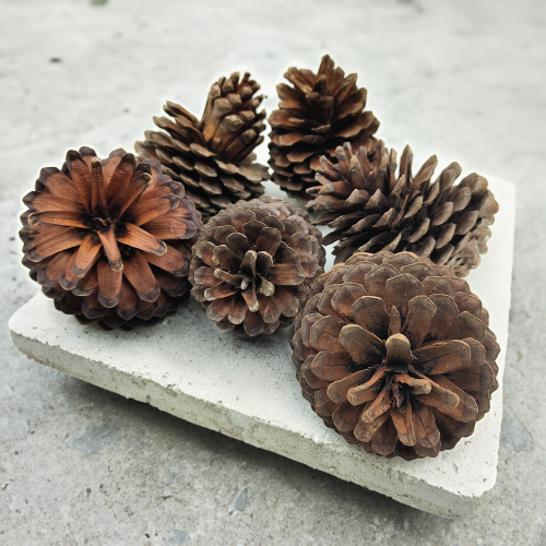 Szyszka Maritima 5.png