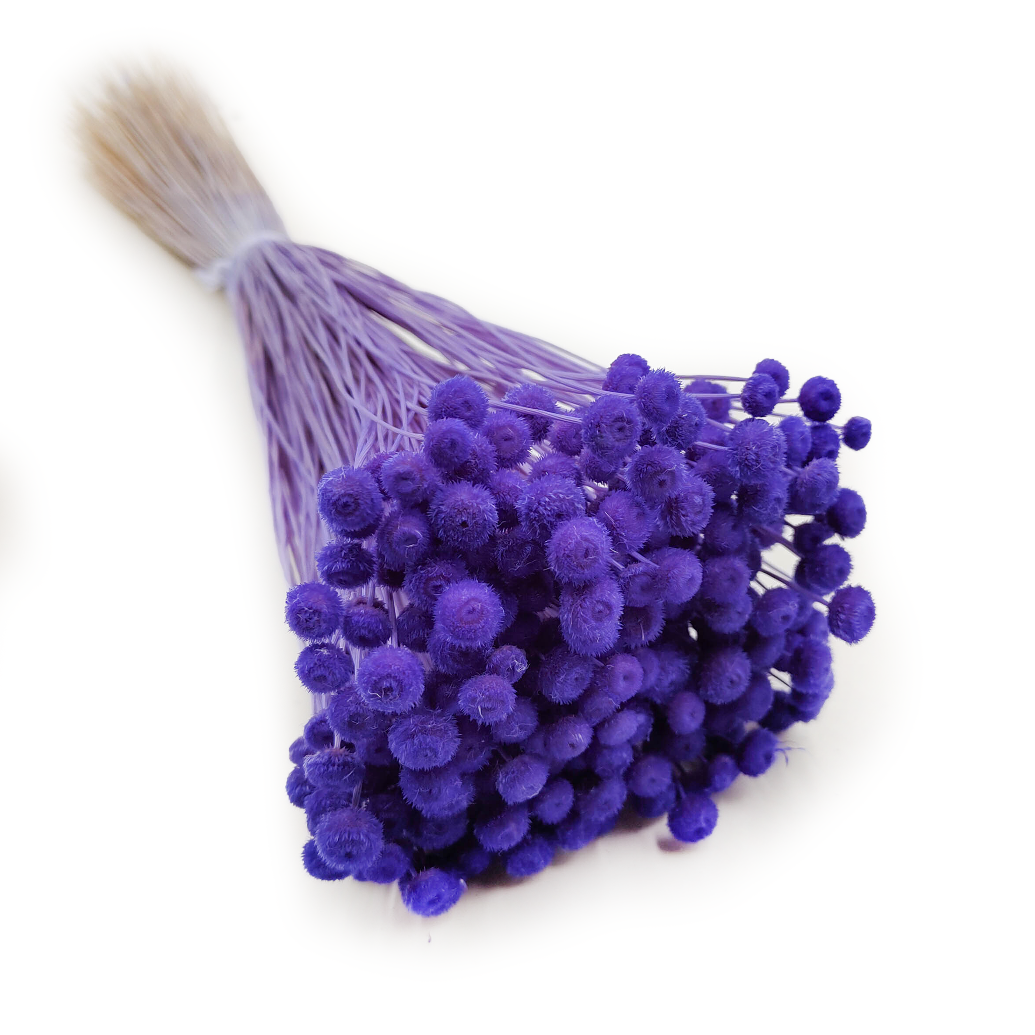 Botao Amarelino - (Amarelinho) - Głęboki Lawendowy