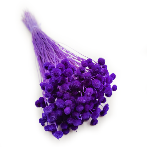 Amarelino Botao Fiolet królewski.png