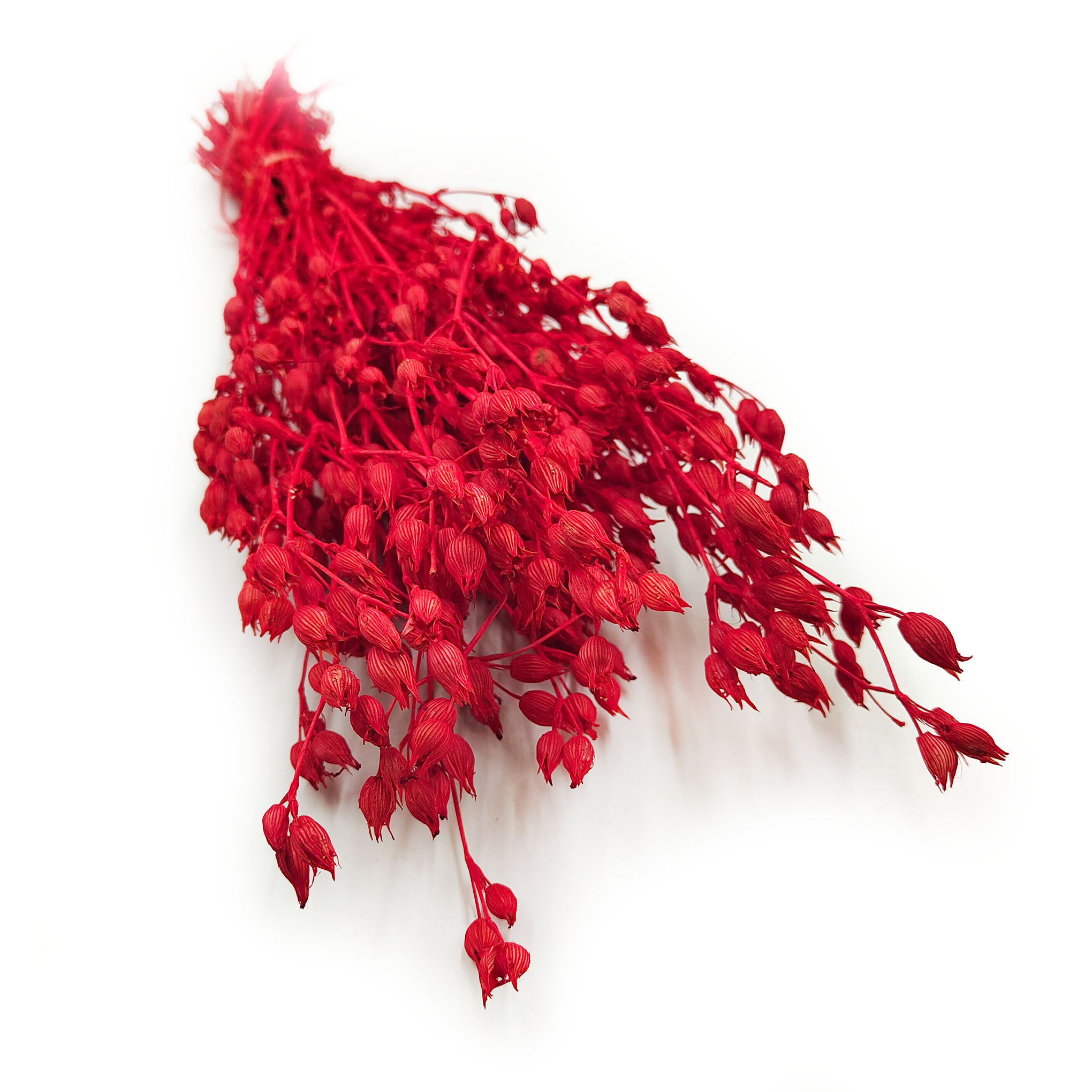 Lepnica rozdęta - (Silene) - Czerwona