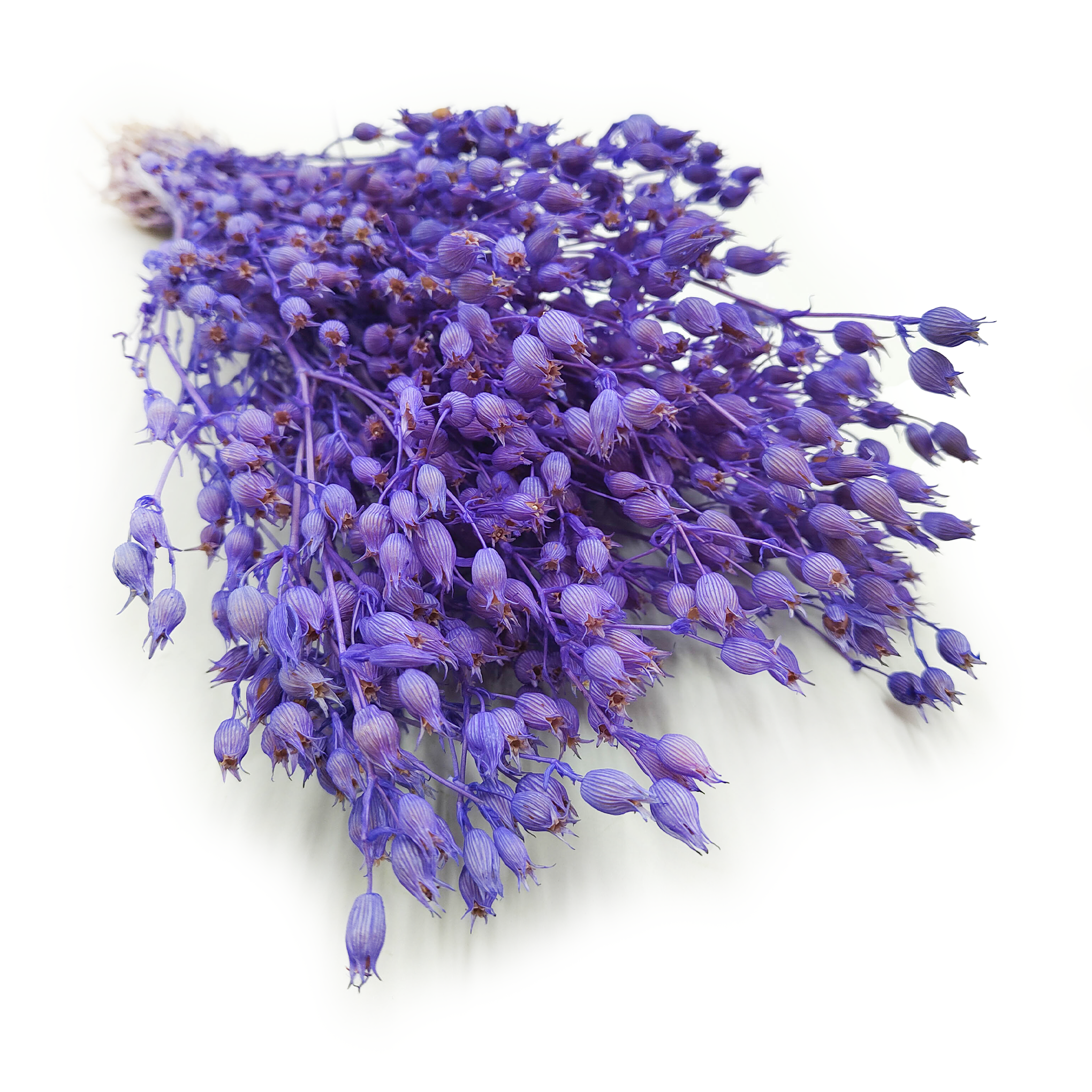 Lepnica rozdęta - (Silene) - Lawendowa