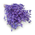 Silene Lilac suszone lepnica rozdęta okl.png