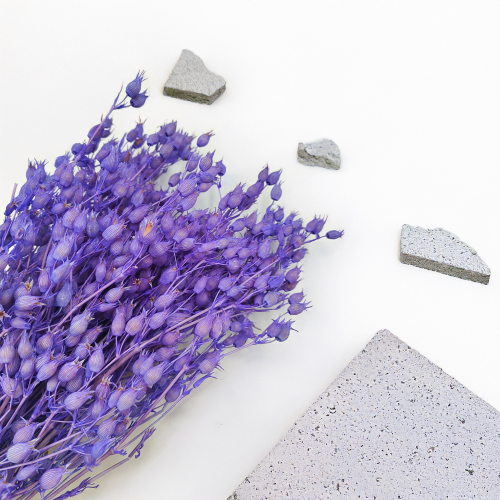 Silene Lilac suszone lepnica rozdęta zbl1.png