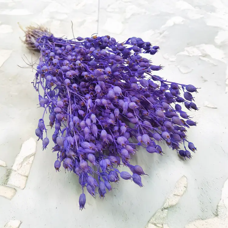 Silene Lilac suszone lepnica rozdęta zbl4.png