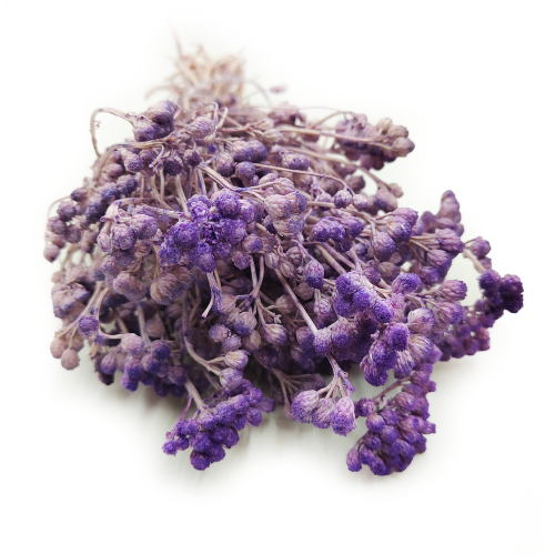 Lonas Lilac suszony kwiat okl1.png