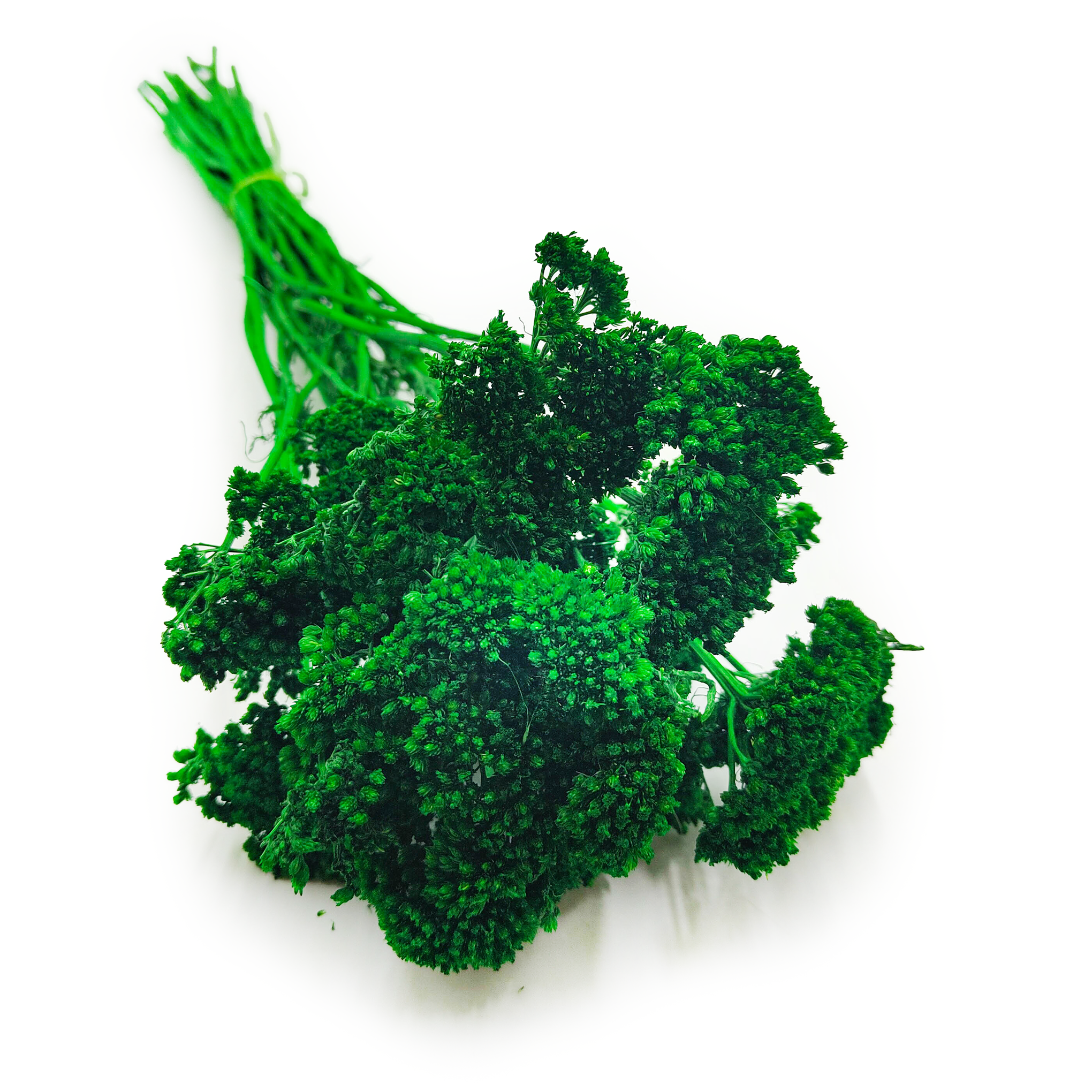 Krwawnik suszony - (Achillea) - Zielony