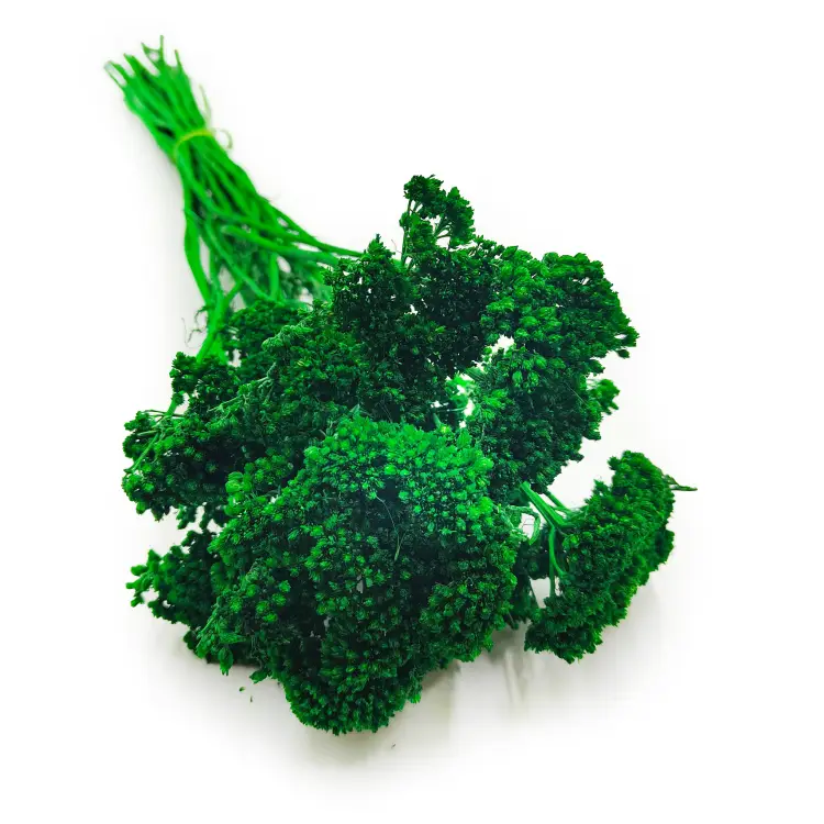 Krwawnik achillea suszony zielony okladka.png