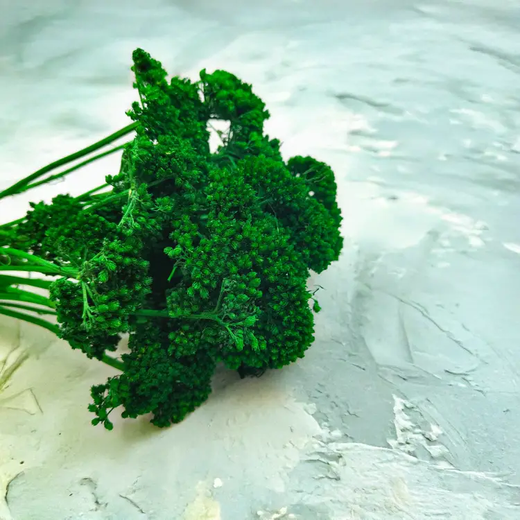 Krwawnik achillea suszony zielony zbl.png