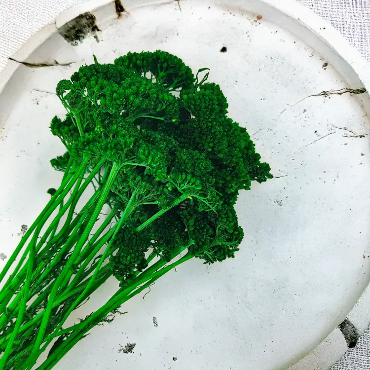 Krwawnik achillea suszony zielony zbl1.png