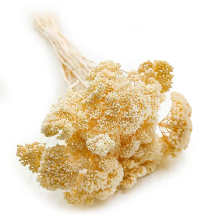 Krwawnik achillea suszony bielony okladka.png