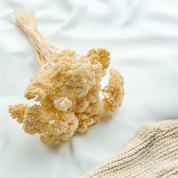 Krwawnik achillea suszony bielony zbl2.png