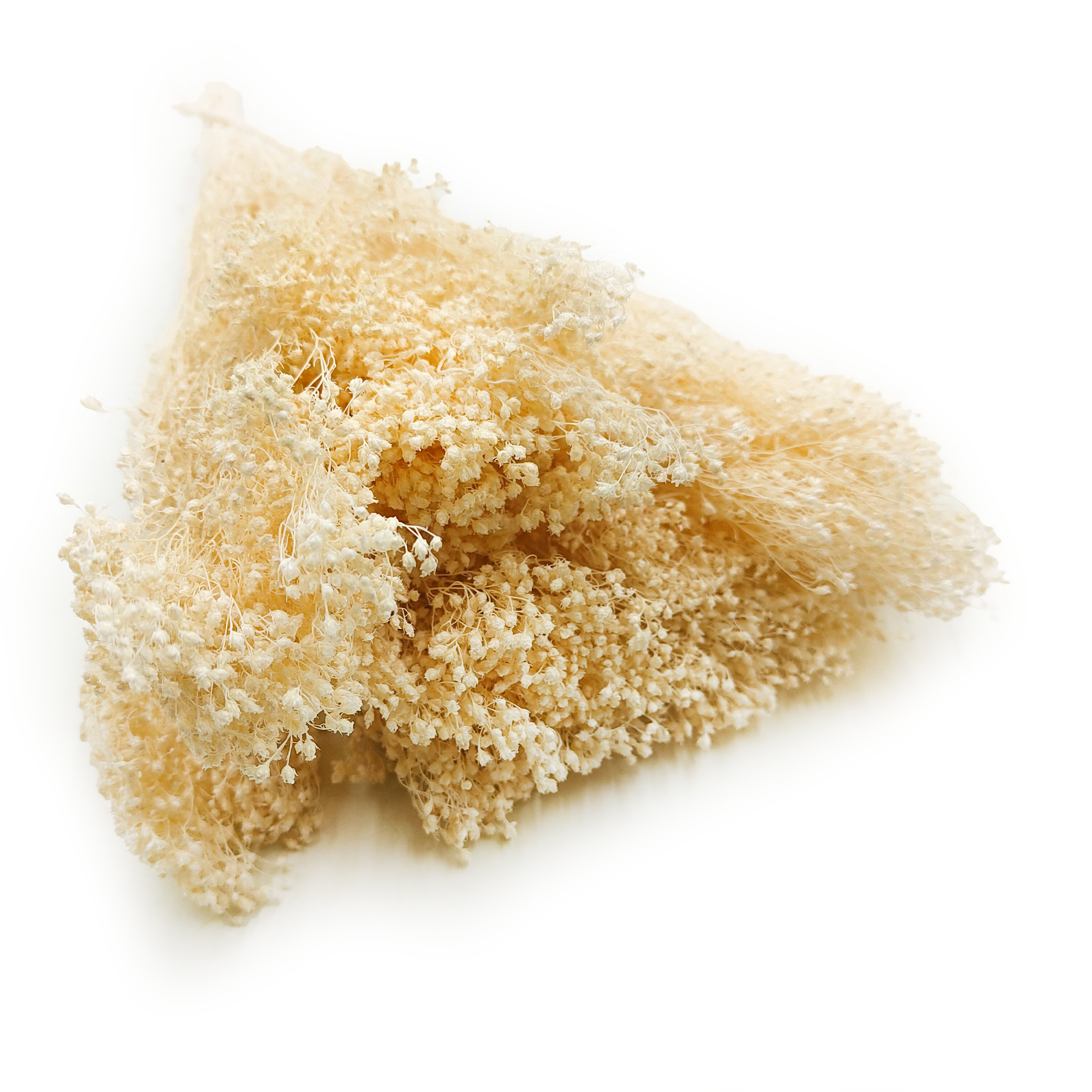 Suszony Broom Bloom - Żarnowiec - Bielony