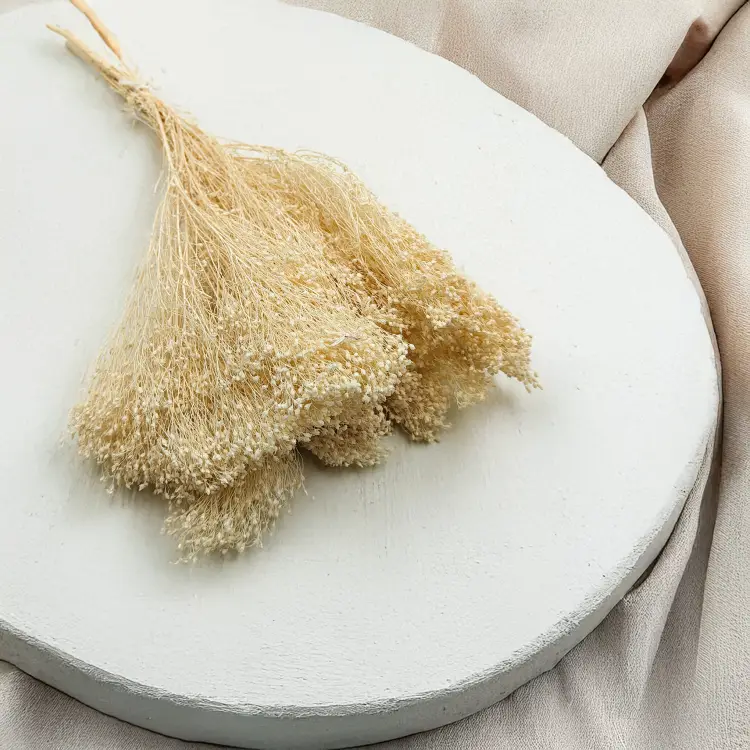 Broom Bloom Bielone zbl4.png