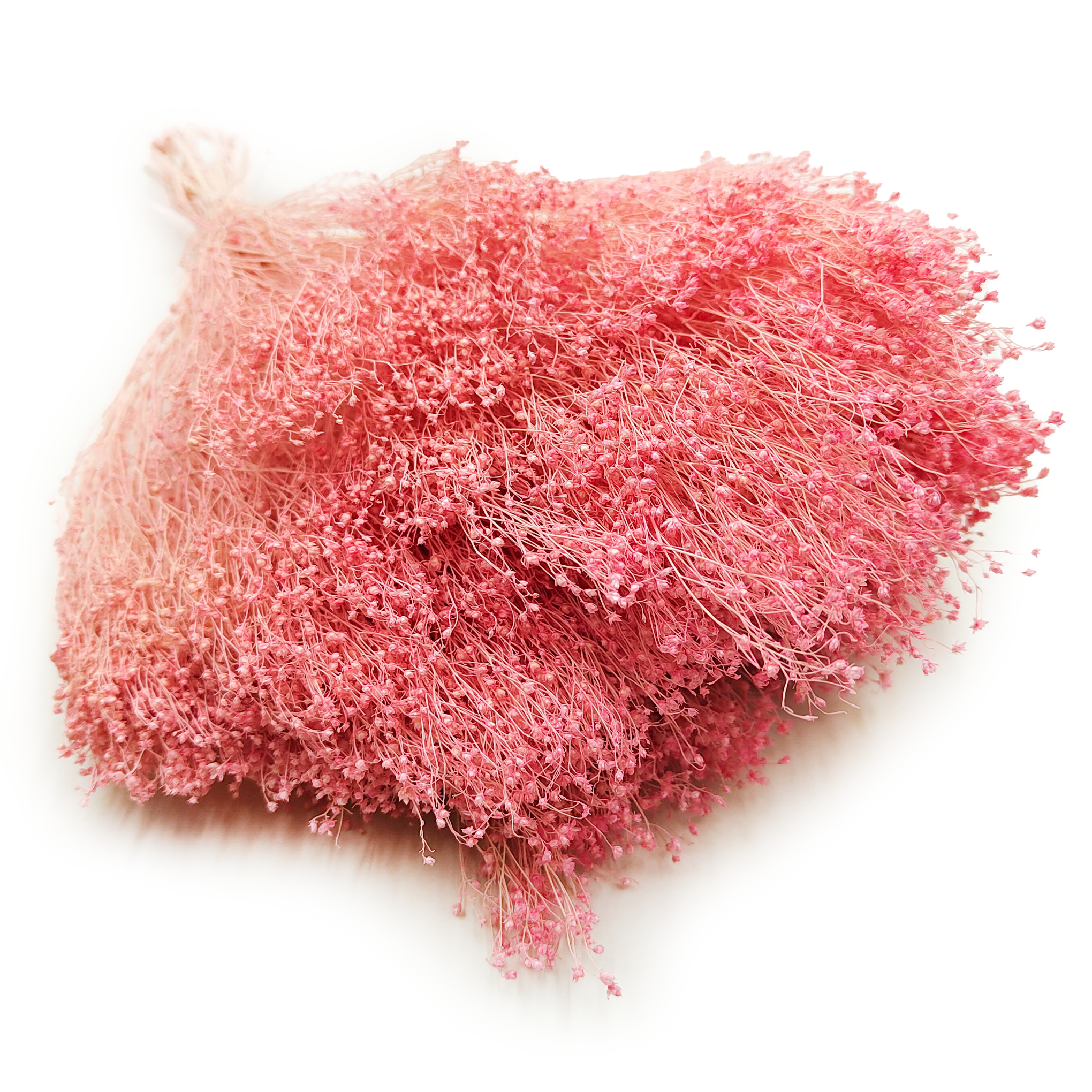 Suszony Broom Bloom - Żarnowiec - Różowy