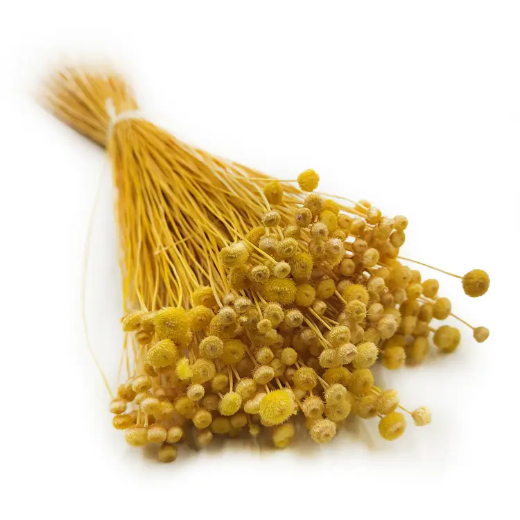 Botao Amarelino Żółte bukiet okl.png