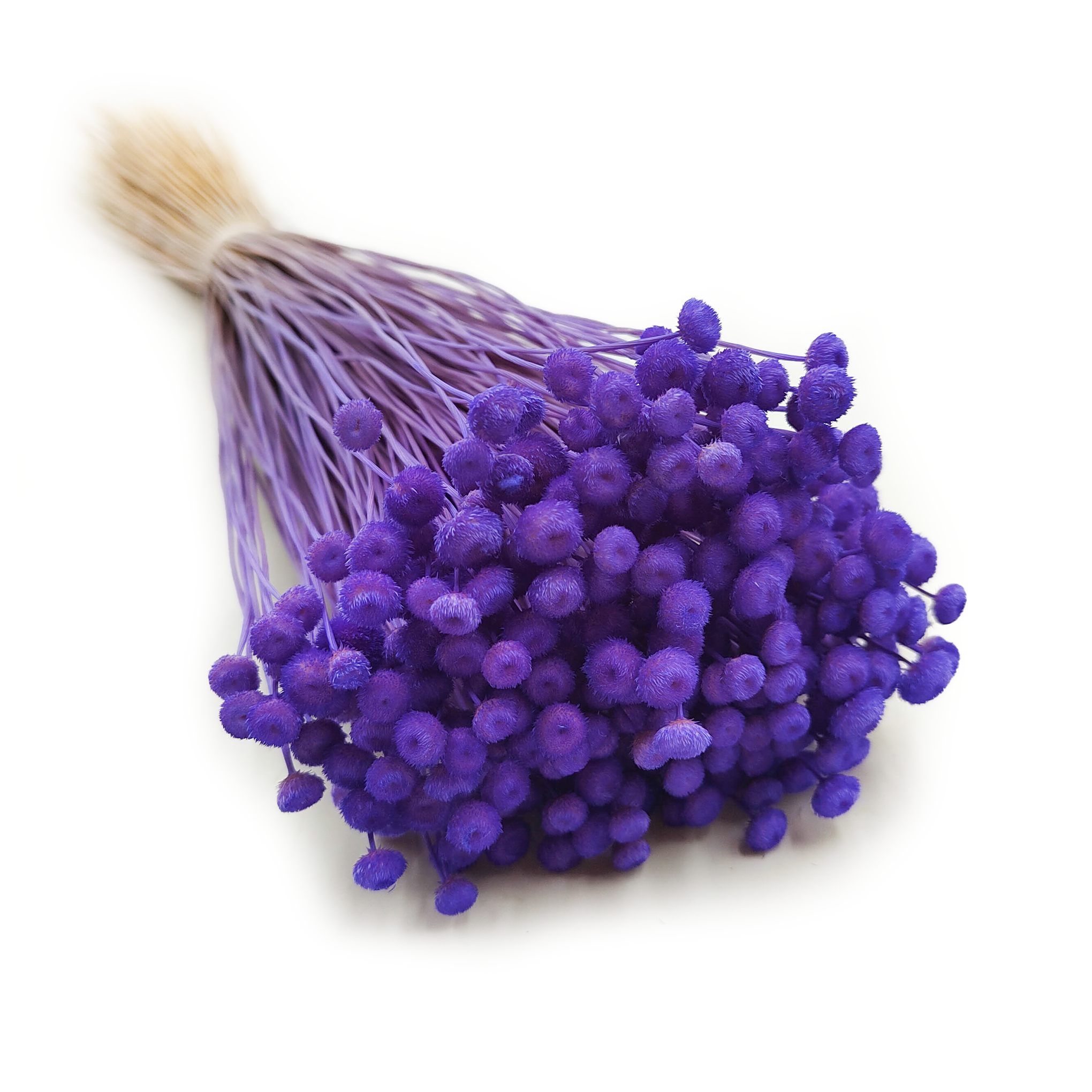 Botao Amarelino - (Amarelinho) - chabrowy fiolet