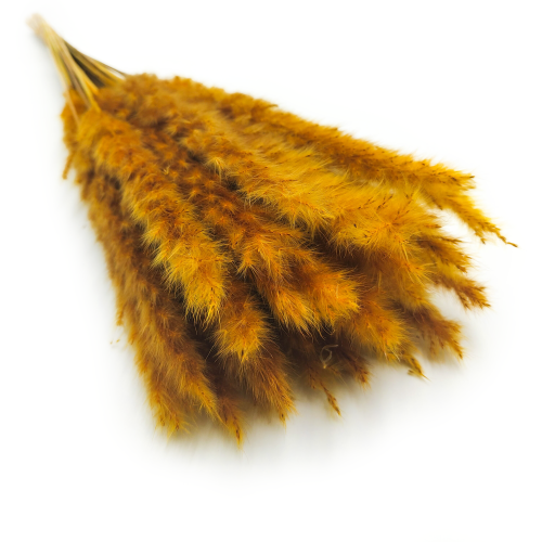 mini pampas musztardowy okl.png