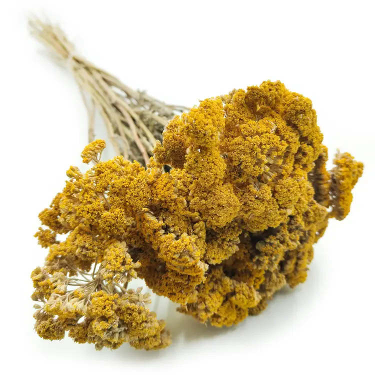Krwawnik zółty naturalny suszony achillea okl.png