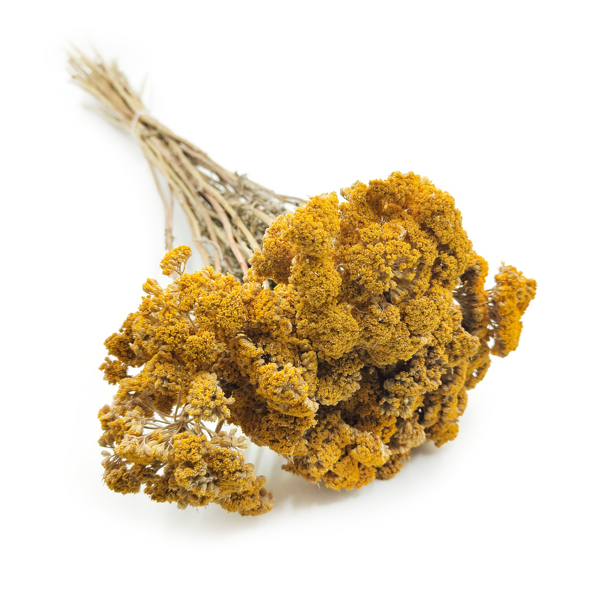 Krwawnik suszony - (Achillea) - Żółty