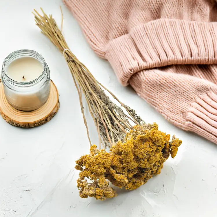 Krwawnik zółty naturalny suszony achillea zbl3.png