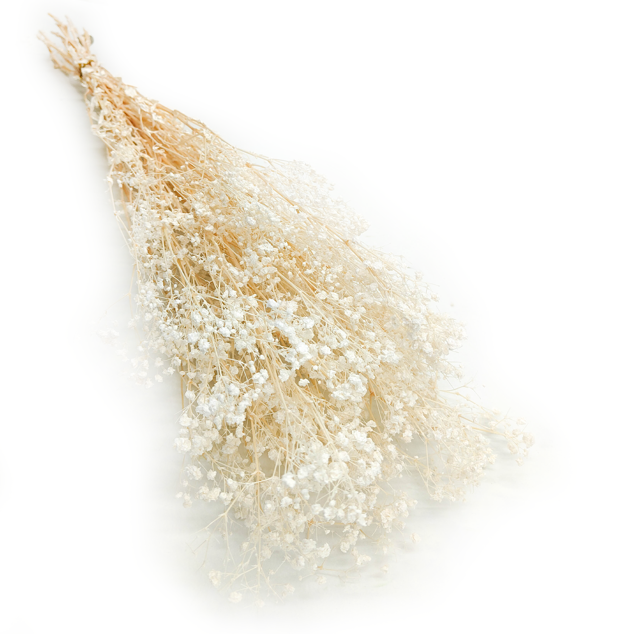 Gipsówka Stabilizowana - (gypsophila) - Bielona