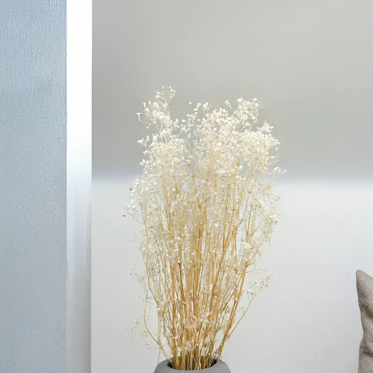 Gipsówka gypsophila bielona stabilizowana2.png