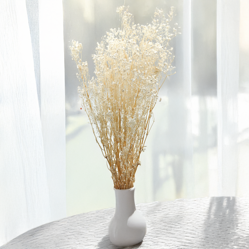 Gipsówka gypsophila bielona stabilizowana3.png