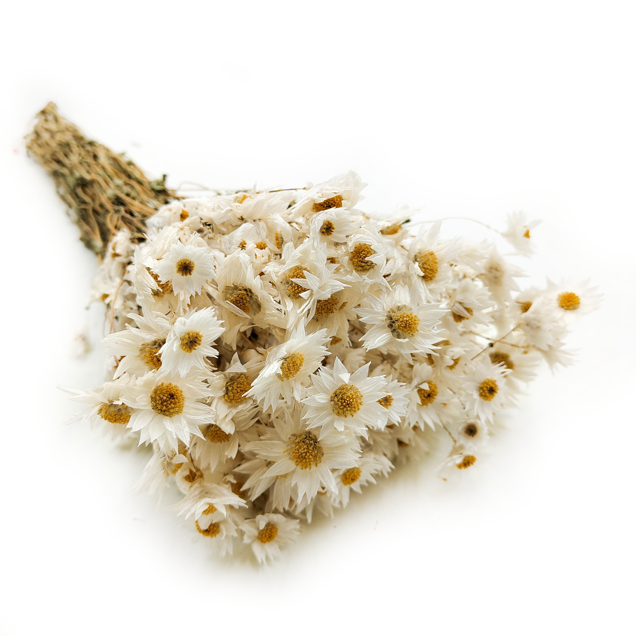 Suszony Suchlin Manglesa - Suchołuska - (Rhodanthe) - Białe