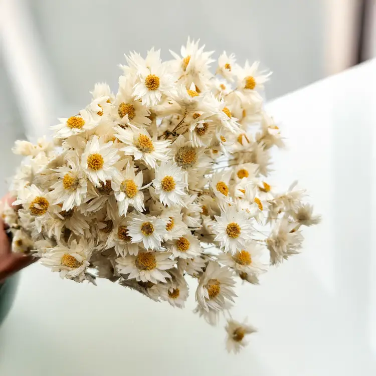 Acroclinium białe suchołuska rhodanthe.png