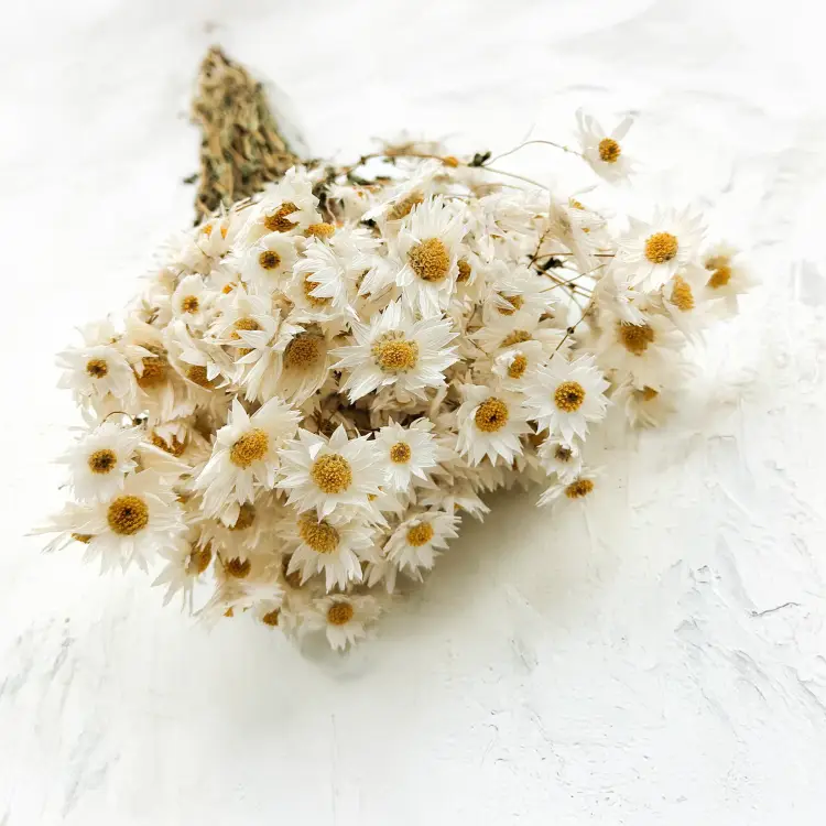 Acroclinium białe suchołuska rhodanthe1.png