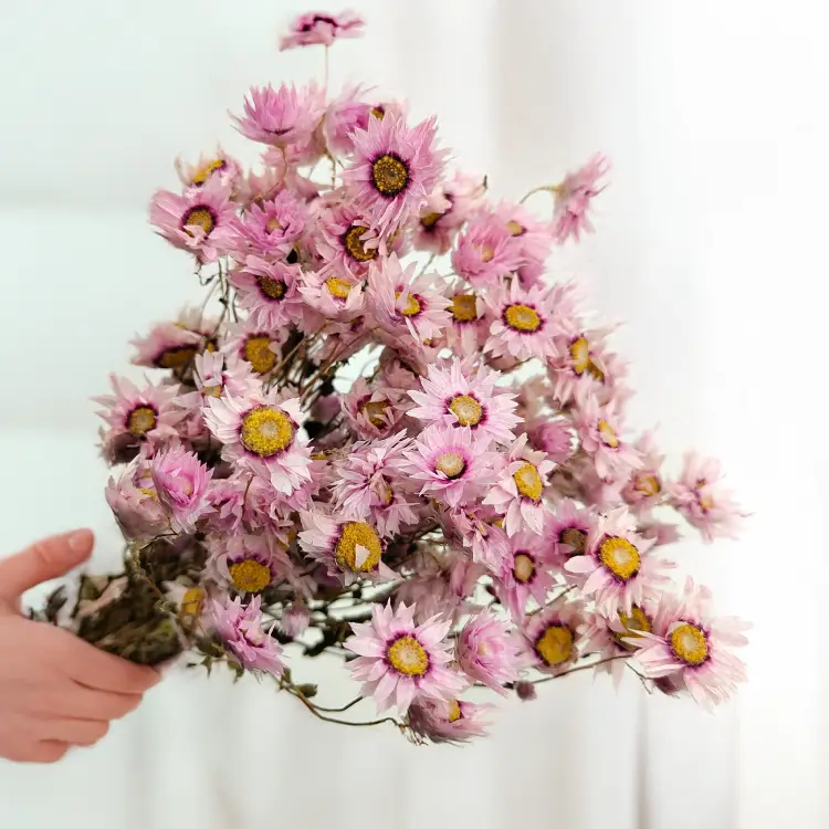 Rhodanthe różowe acroclinium, suchołuska.png