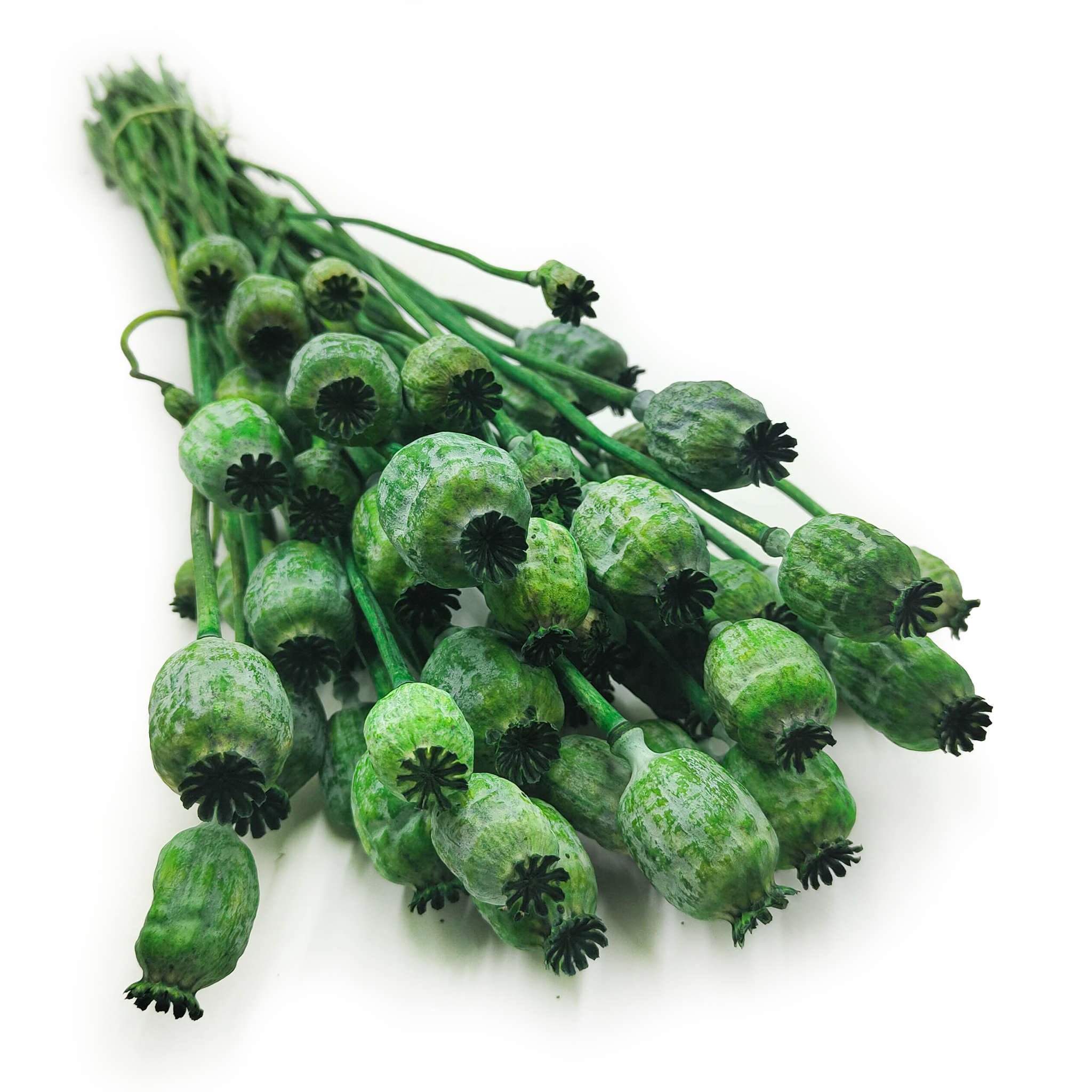 Makówka Suszona (Papaver) - Zielona