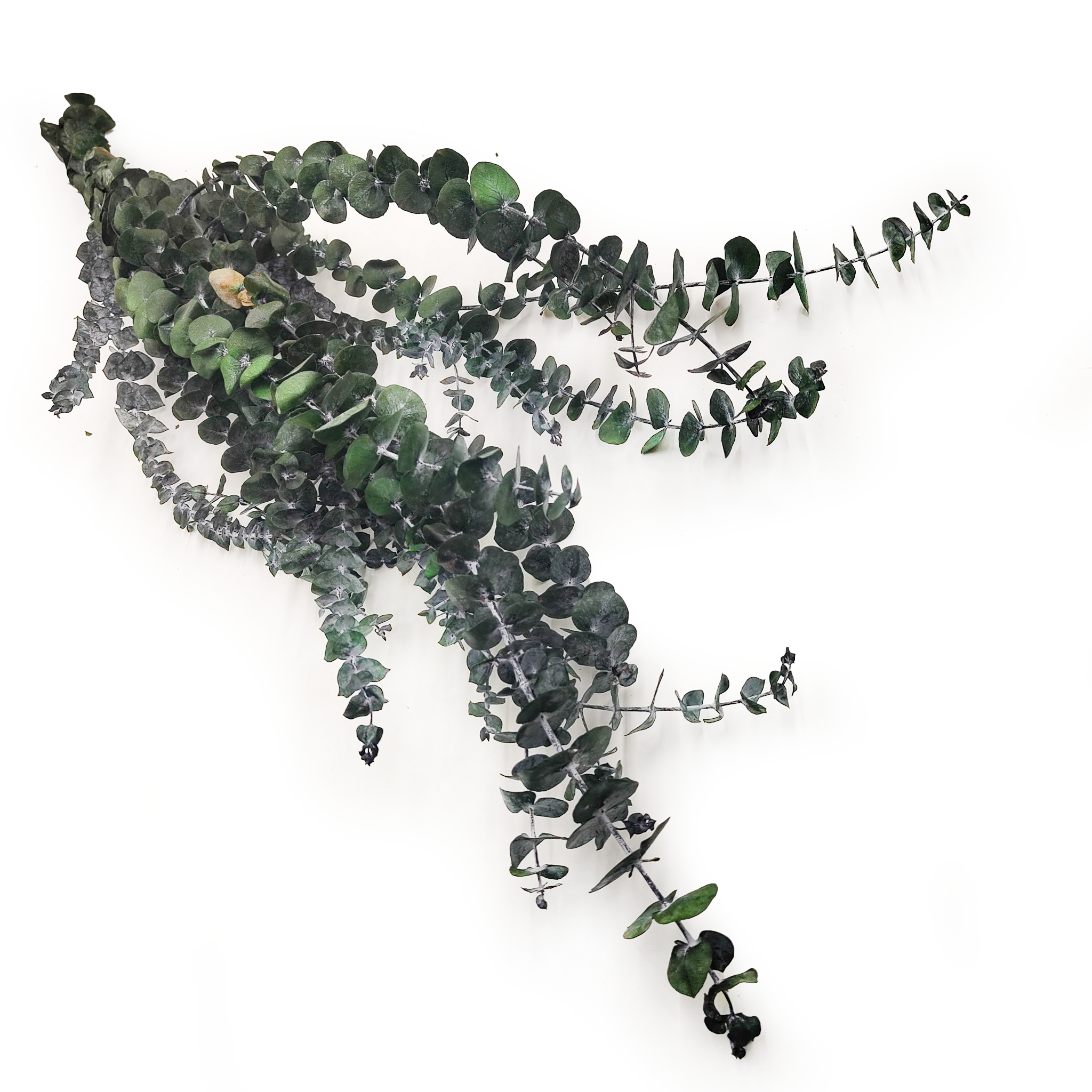 Eukaliptus Stabilizowany - Baby - Zielony