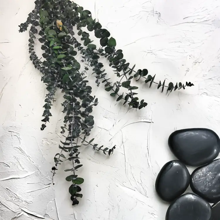 Eukaliptus baby4.png