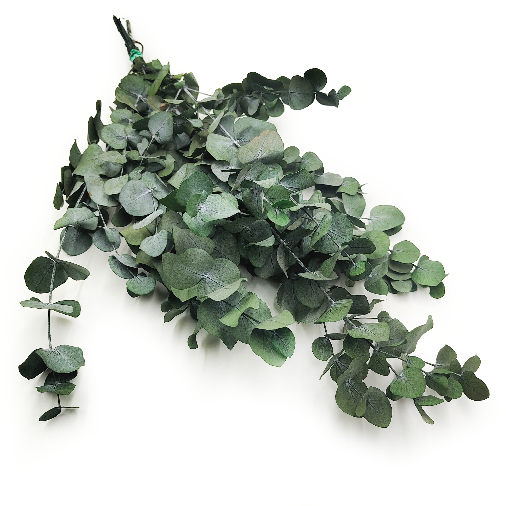 Eukaliptus Stabilizowany - Espiral - Zielony