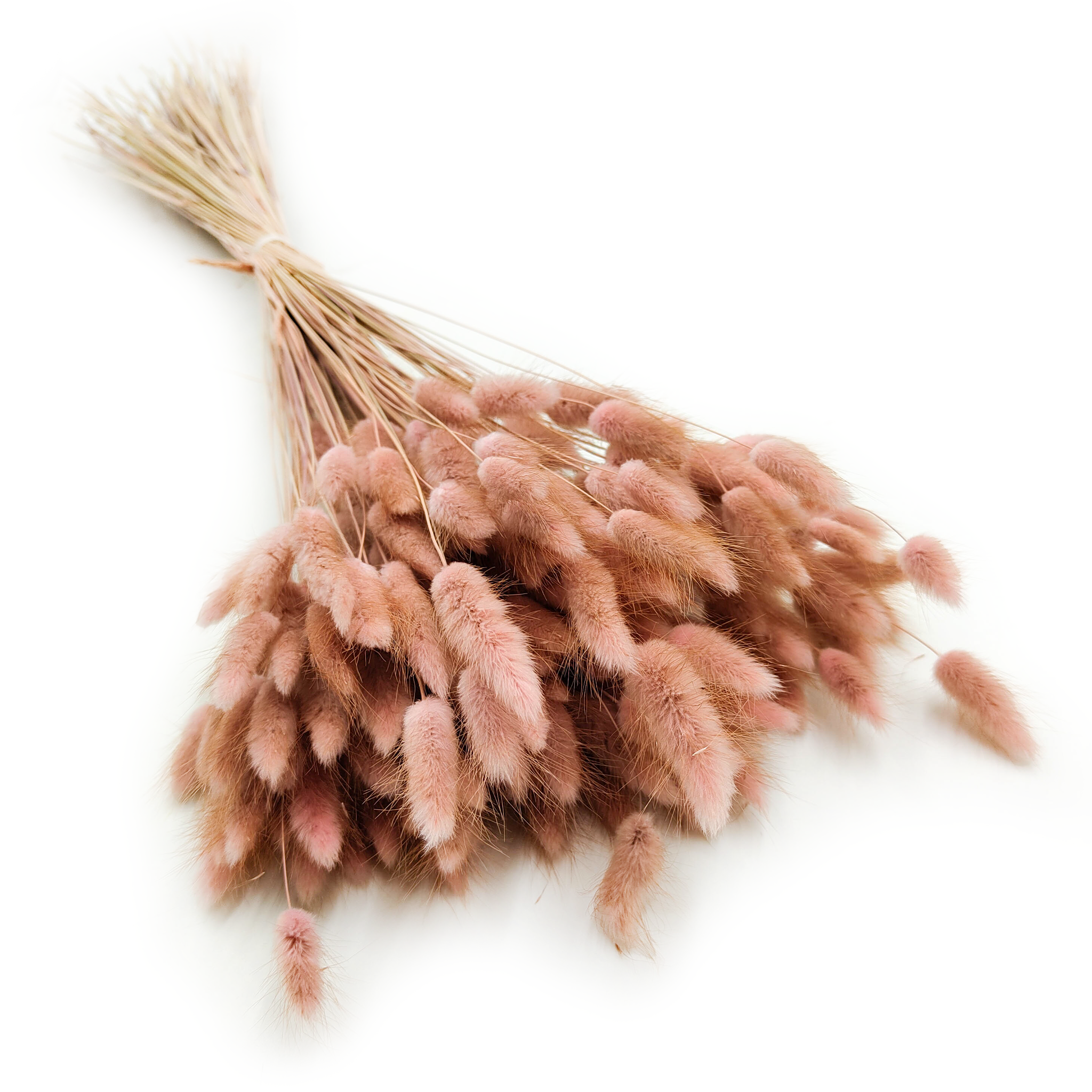 Suszony Lagurus - Dmuszek jajowaty - antyczny róż