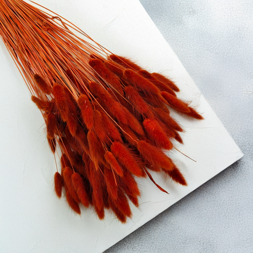 Lagurus Suszony dmuszek jajowaty Brązowy 3.png