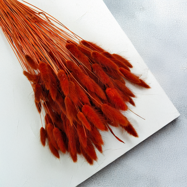 Lagurus Suszony dmuszek jajowaty Brązowy 3.png