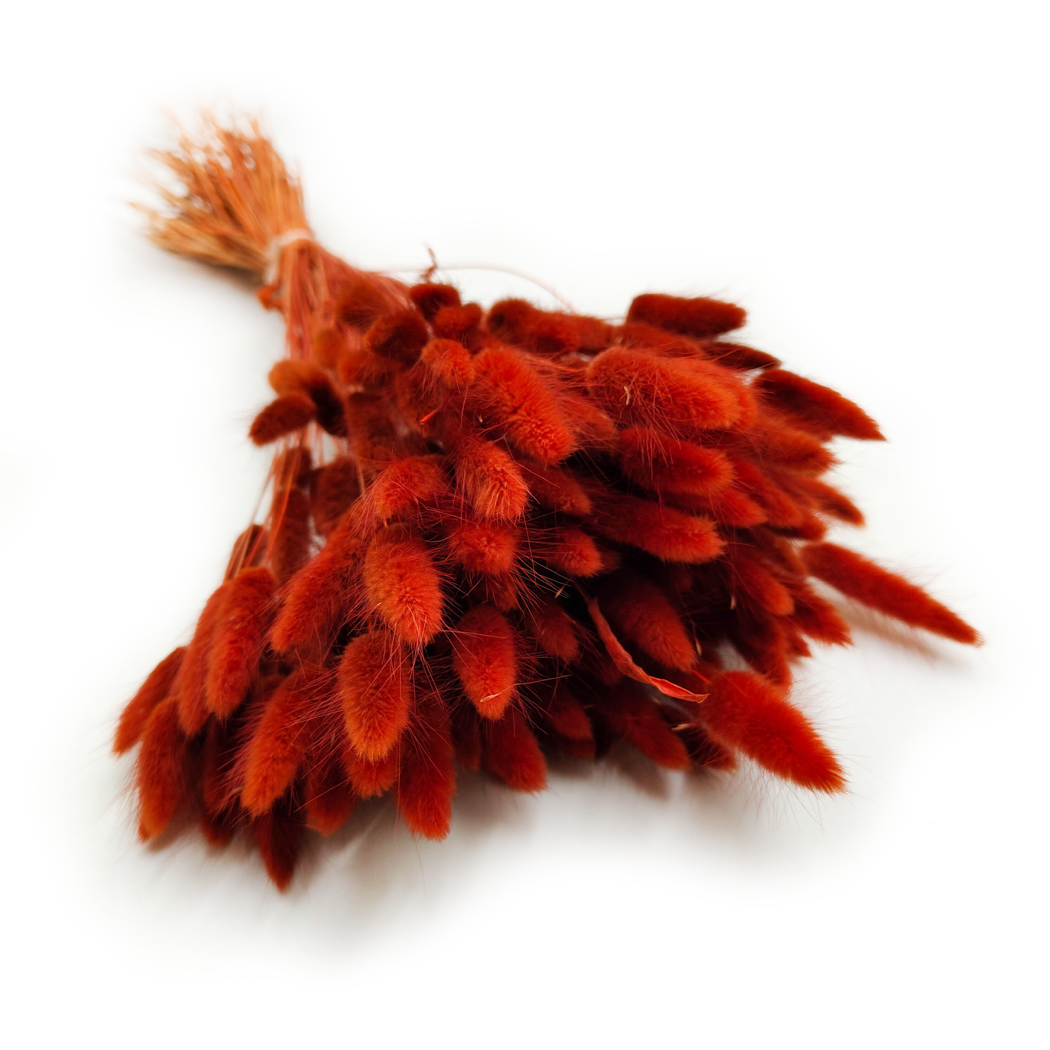 Suszony Lagurus - Dmuszek jajowaty - brązowy