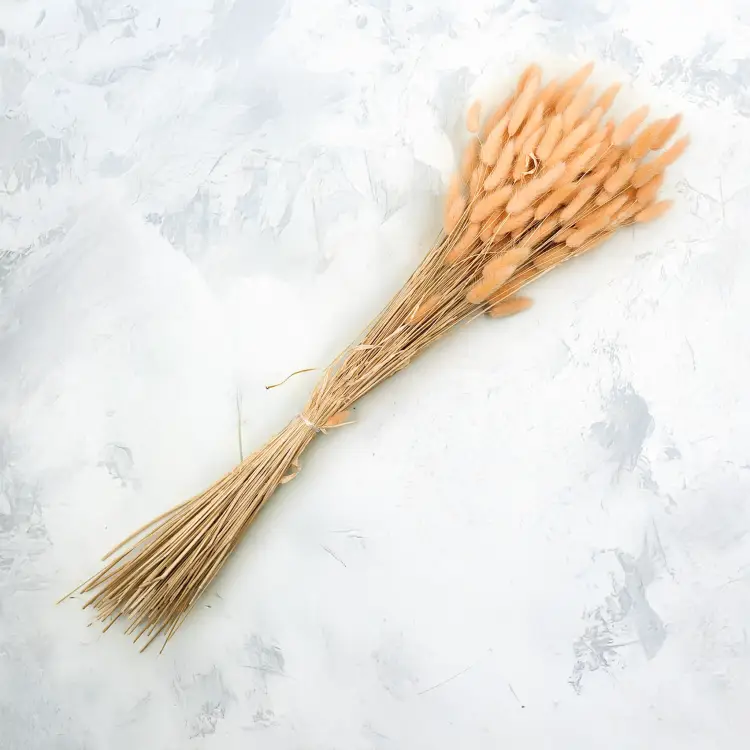 Lagurus Suszony dmuszek jajowaty Brzoskwiniowy 3.png