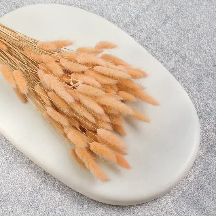 Lagurus Suszony dmuszek jajowaty Brzoskwiniowy 4.png