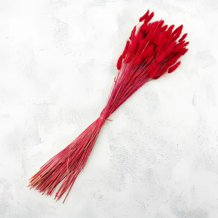 Lagurus Suszony dmuszek jajowaty Czerwony 2.png