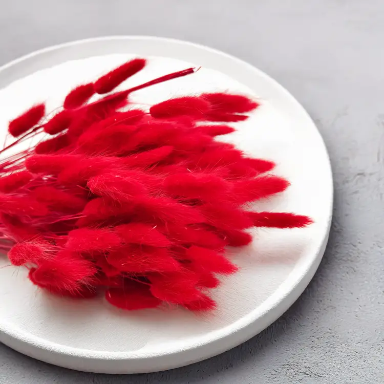 Lagurus Suszony dmuszek jajowaty Czerwony 3.png