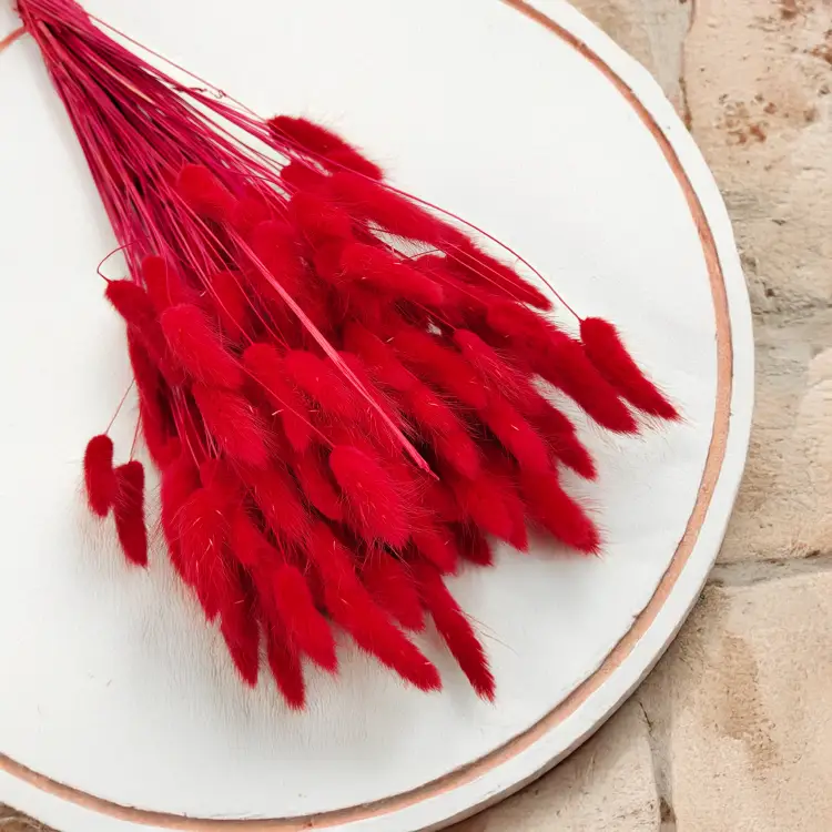 Lagurus Suszony dmuszek jajowaty Czerwony 4.png