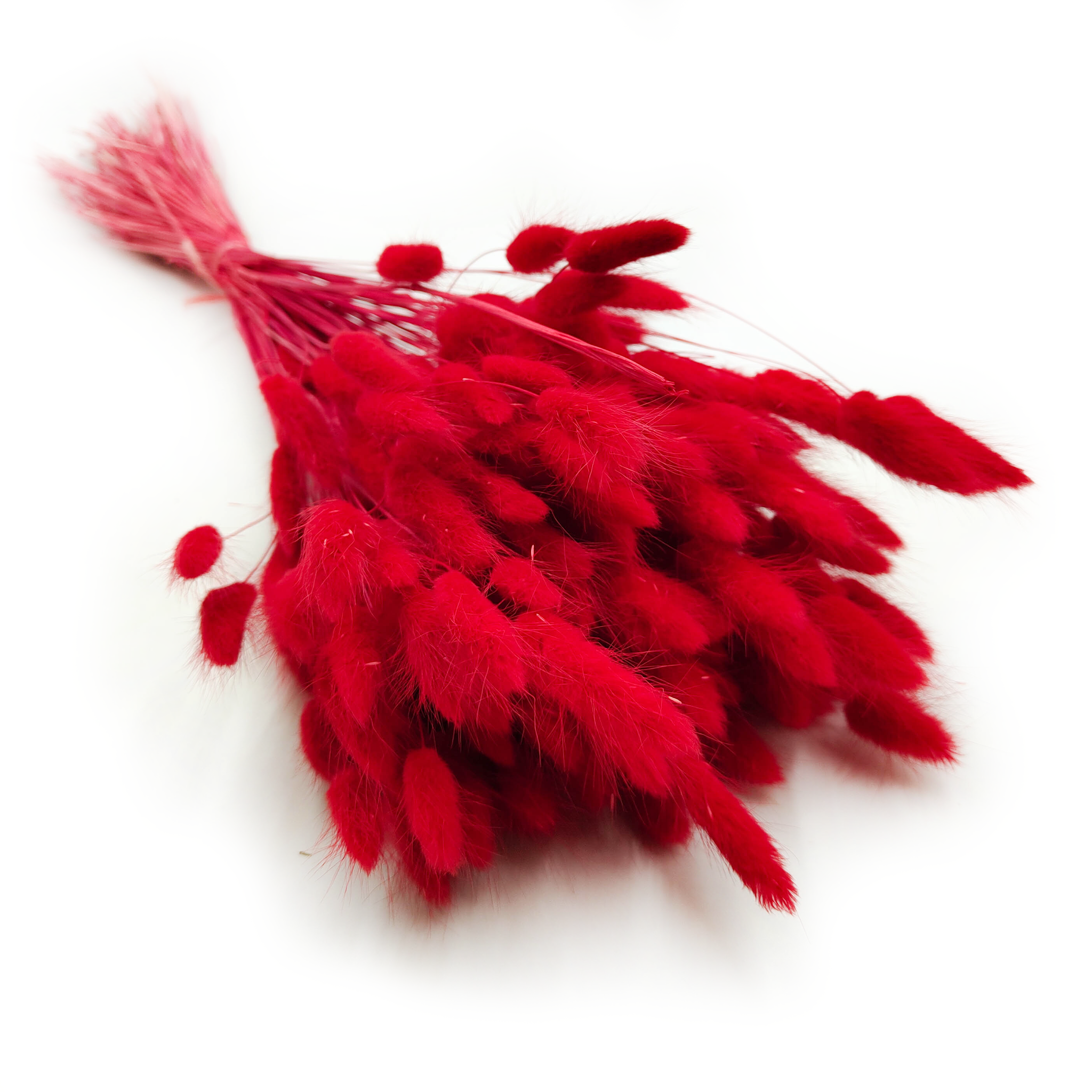 Suszony Lagurus - Dmuszek jajowaty - czerwony