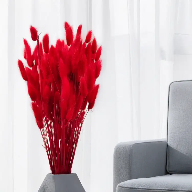 Lagurus Suszony dmuszek jajowaty Czerwony.png