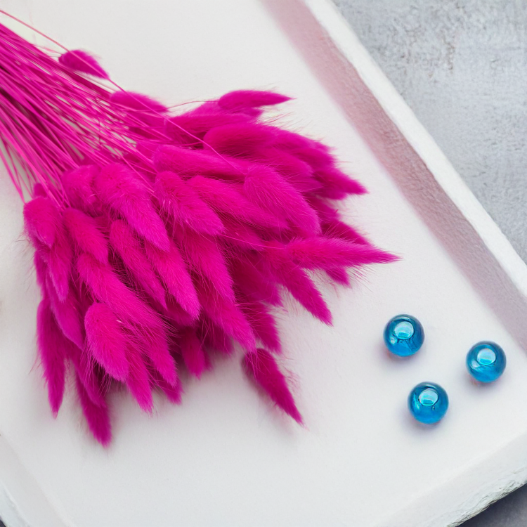 Lagurus Suszony dmuszek jajowaty Fuksja 6.png